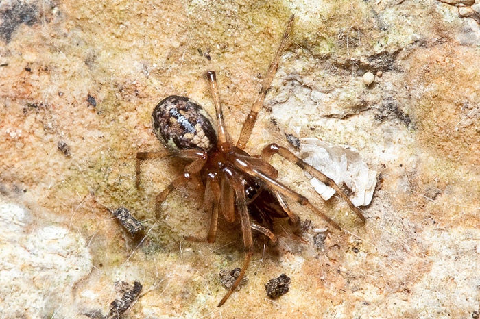 Enoplognatha sp.